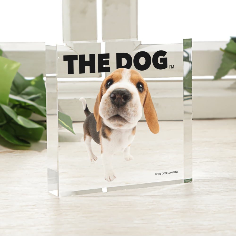 Beagle アクリルブロック（ビーグル） 白有り アクリルブロック 正方形サイズ | THE DOG by meet my goods